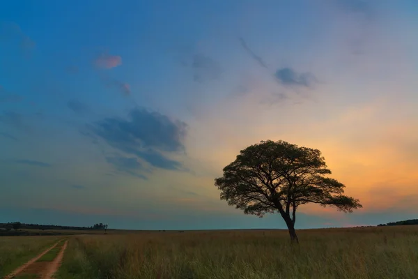 Árvore ao lado da estrada — Fotografia de Stock