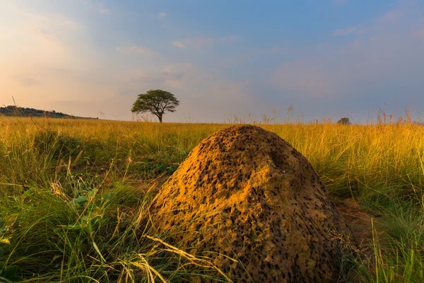 Bir ant hill ve bir ağaç