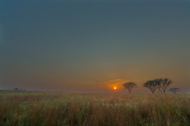 Highveld Sunrise, Ezemvelo Nr