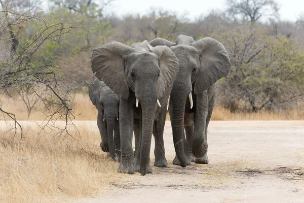Elefante familia caminando — Foto de Stock