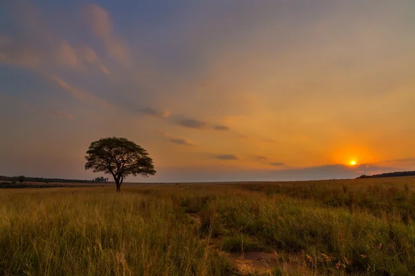 Pôr do sol dourado e árvore solitária — Fotografia de Stock