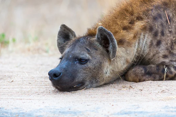 Spotted Hyena resting — Stock Photo, Image