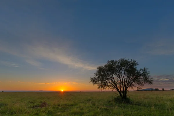 Nascer do sol sobre veld verde — Fotografia de Stock