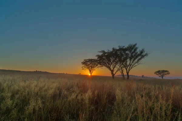 Sunrise дерево в н. Р. Ezemvelo — стокове фото
