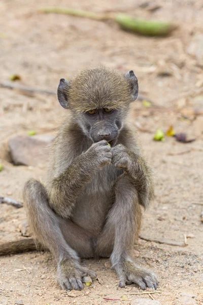 Young chacma baboon — Stock Photo, Image