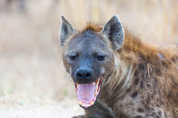 Gülümseyen sırtlan, Kruger Np