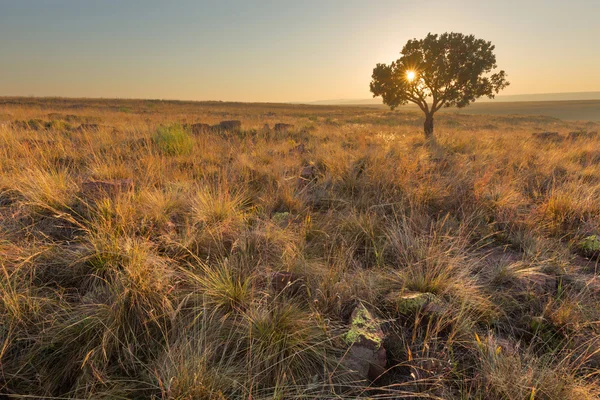 Lone tree w Highveld Sunrise — Zdjęcie stockowe