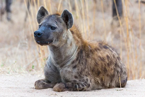 Gevlekte Hyena op de uitkijk — Stockfoto
