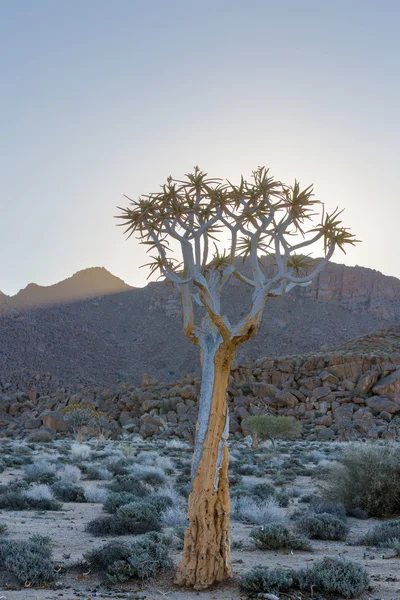 Tremer árvore em richtersveld — Fotografia de Stock