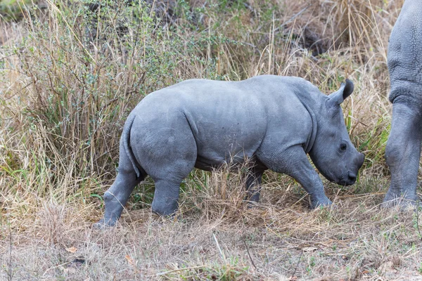 Beyaz rhino buzağı — Stok fotoğraf