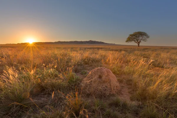 Highveld Sunset e uma árvore solitária — Fotografia de Stock