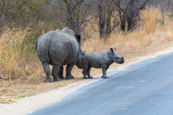 Beyaz Rhino inek ve Dana — Stok fotoğraf