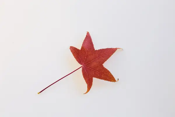 Outono licença colorida — Fotografia de Stock