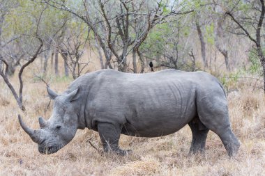 Beyaz Rhino Kruger Np