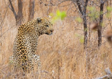 Oturmuş, geriye dönüp baktığımda leopar
