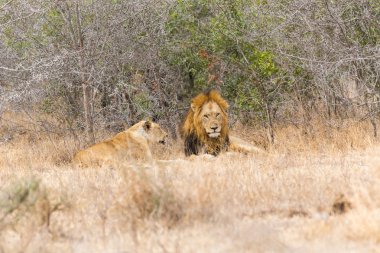 Dinlenme çift çiftleşme aslan