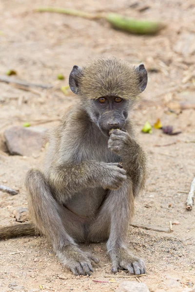 Young baboon eating — Stock Photo, Image