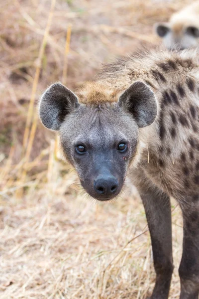 Neugierige Hyäne, kruger np — Stockfoto