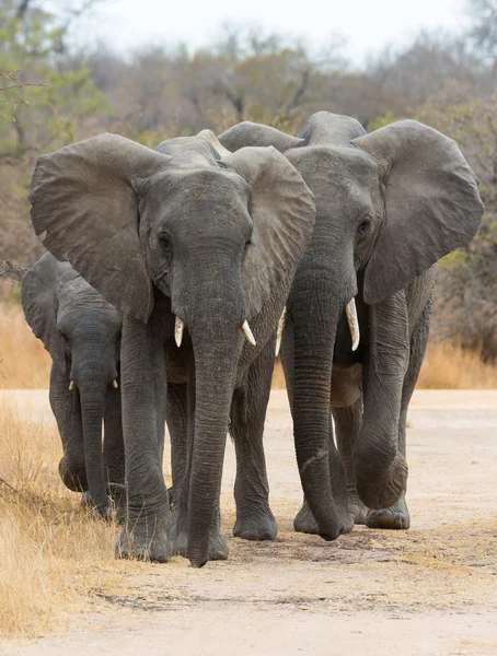 Afrikaanse olifanten wandelen — Stockfoto