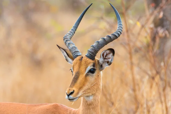 Impala em alerta — Fotografia de Stock