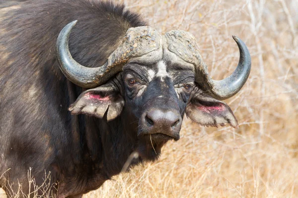 クルーガー国立公園アフリカの水牛 — ストック写真