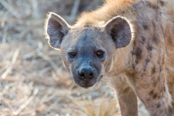 Kruger Np benekli sırtlan