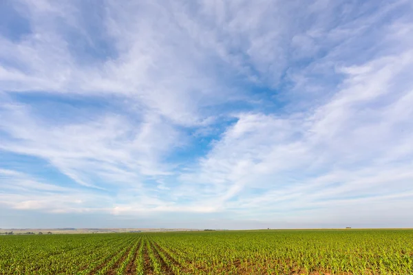 Clouds over green maize field — Stock Photo, Image