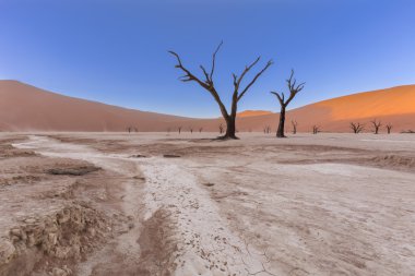 Dooievlei ölü camelthorn ağaçlarda