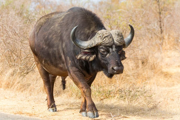 Taureau de buffle du Cap — Photo