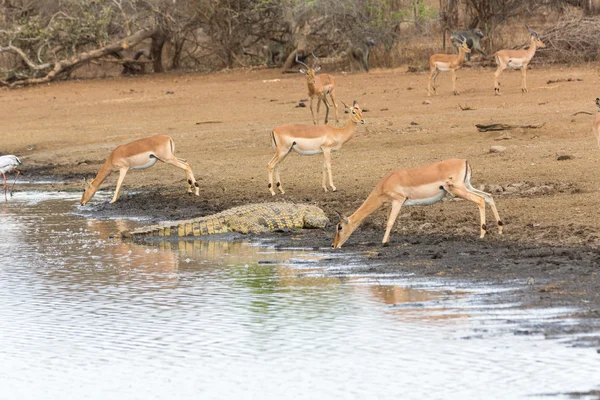 Impala e coccodrillo in acqua — Foto Stock