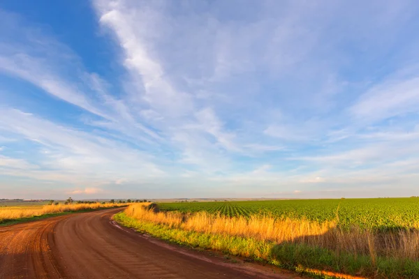 Gravel road and a maize field — Stock Photo, Image