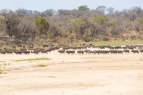 Troupeau de Cape Buffalo — Photo