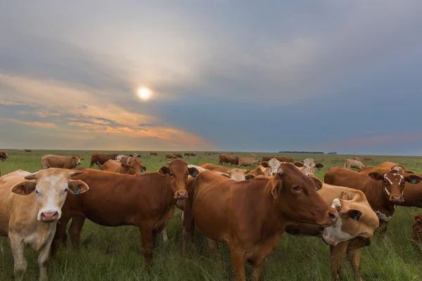 Günbatımında sığırlar