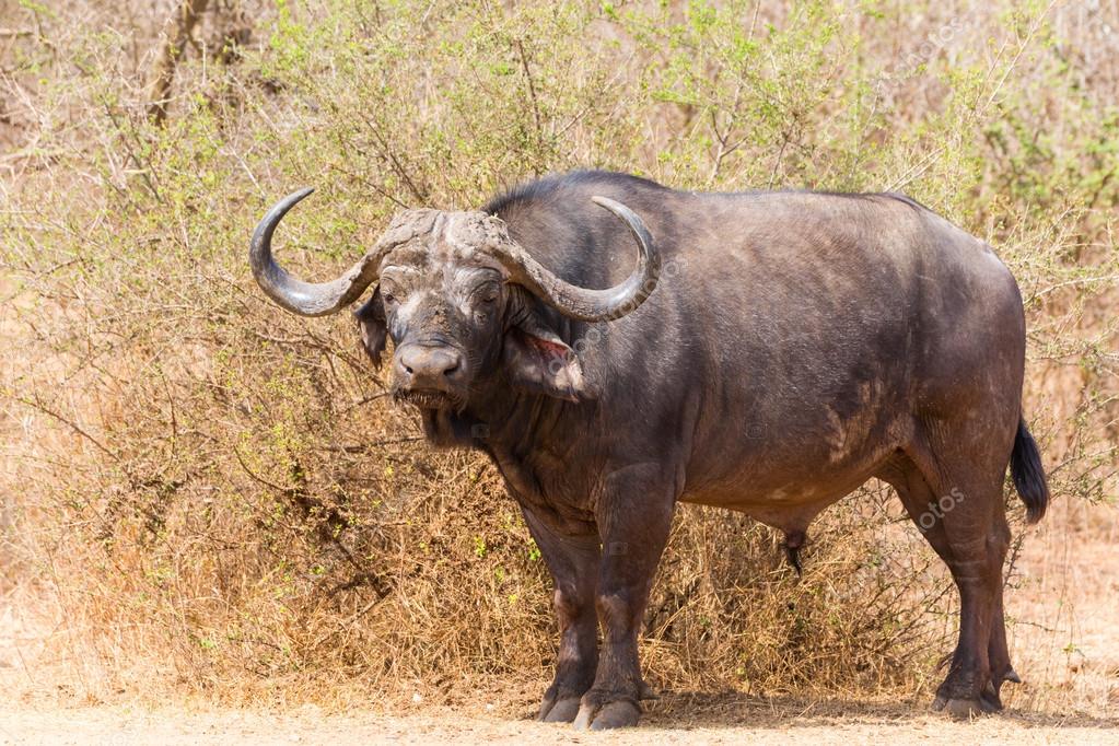 Lone Buffalo