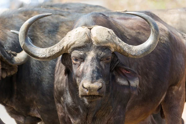 Afrikansk buffel, Kruger Np — Stockfoto