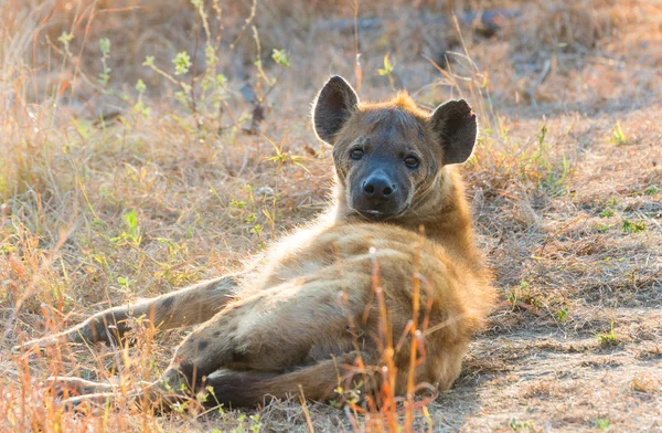 Kruger Np currious sırtlan — Stok fotoğraf