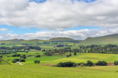 Vadideki koyun sürüsü