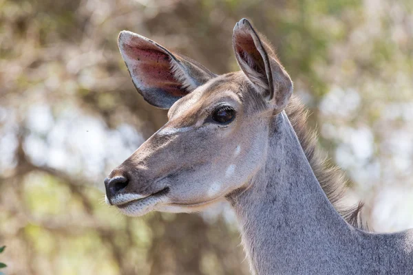 Kudu tittar alert, Kruger Np — Stockfoto