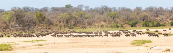 Stado Cape Buffalo — Zdjęcie stockowe