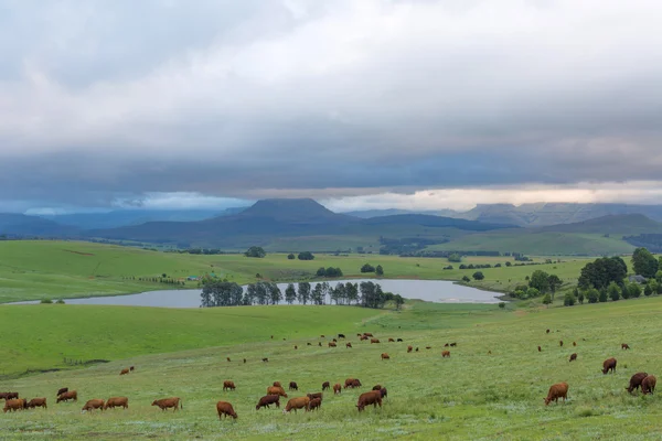 Cattle grazing on green grass — Stock Photo, Image