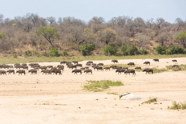 Cape Buffalo w suchym korycie rzeki — Zdjęcie stockowe