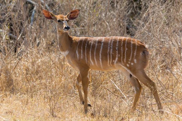 Weibchen njala in kruger np — Stockfoto