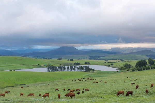 Low clouds and cattle — Stock Photo, Image