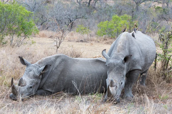 White Rhino's resting — Stock Photo, Image