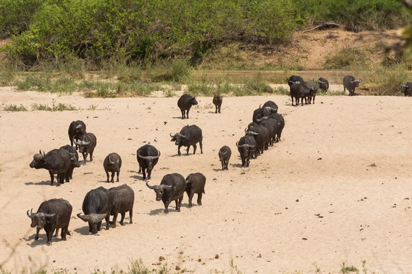 Cape Buffalo à Kruger NP — Photo