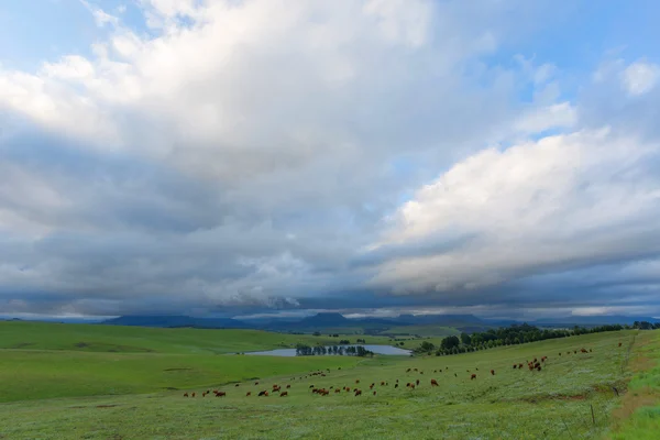 Cattle on green pastures — Stock Photo, Image