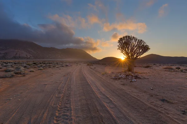 Árvore de Quiver ao nascer do sol — Fotografia de Stock