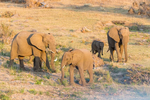 Elefánt családja, Kruger Np — Stock Fotó