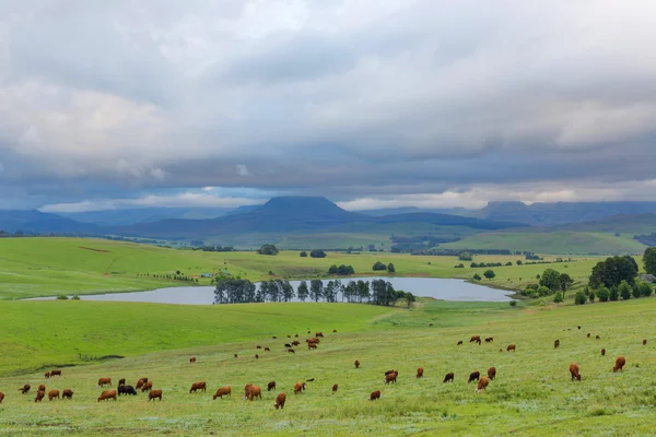 Before the rain — Stock Photo, Image