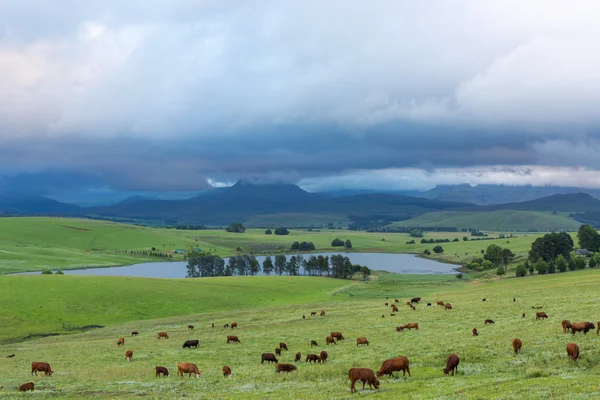 Cattle on green pastures — Stock Photo, Image